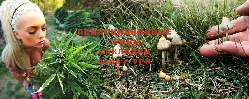 Псилоцибиновые грибы Psilocybe Гремячинск